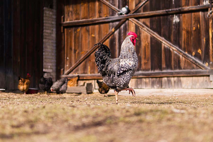 Ferme du Coin